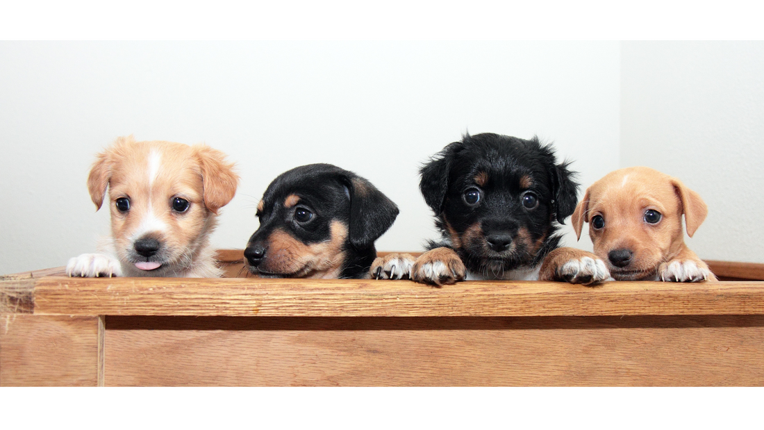 Why Cruelty-Free Matters in Pet Care